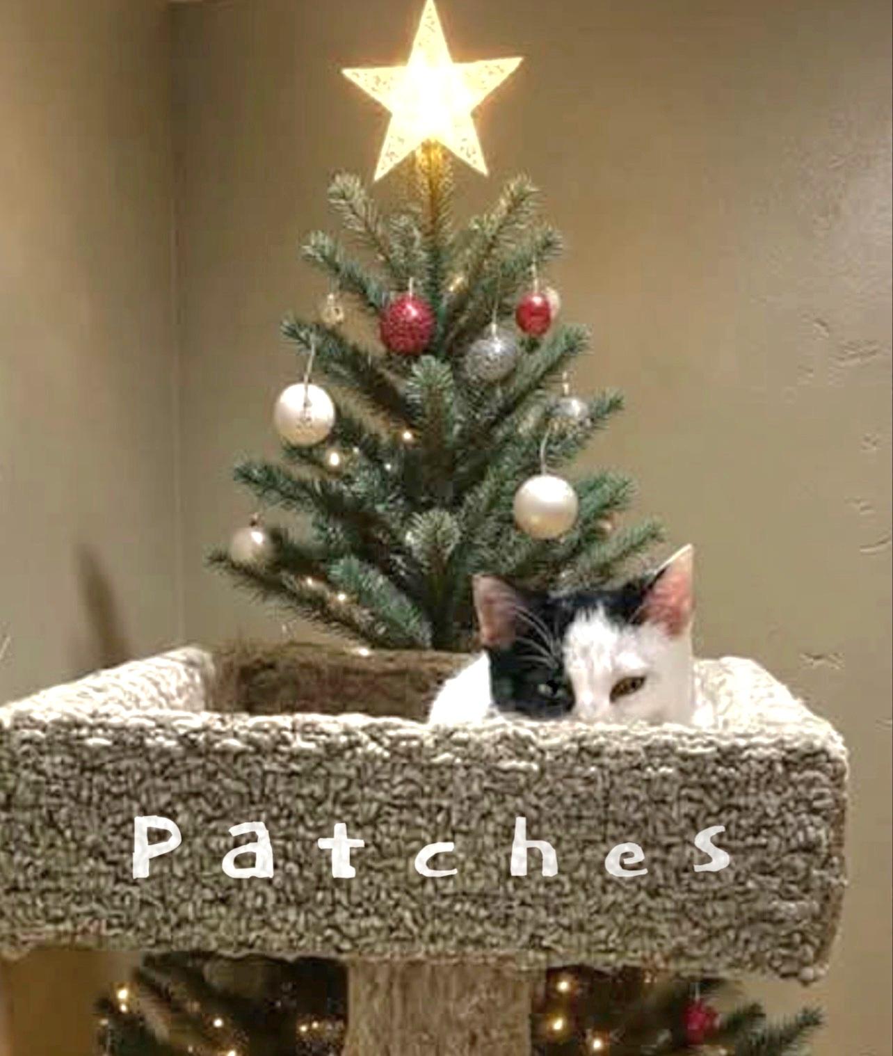 Enlarge Patches, an adoptable Domestic Short Hair in Springfield, OR image 2/4