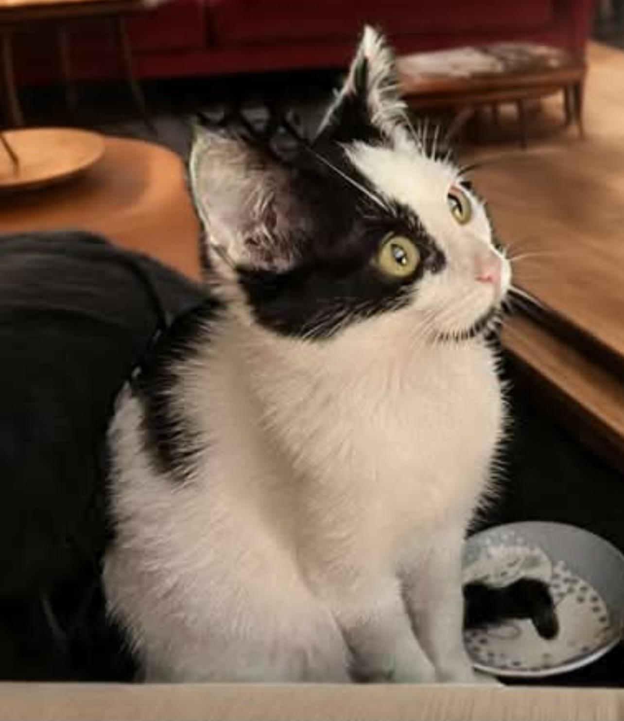 Enlarge Patches, an adoptable Domestic Short Hair in Springfield, OR image 3/4