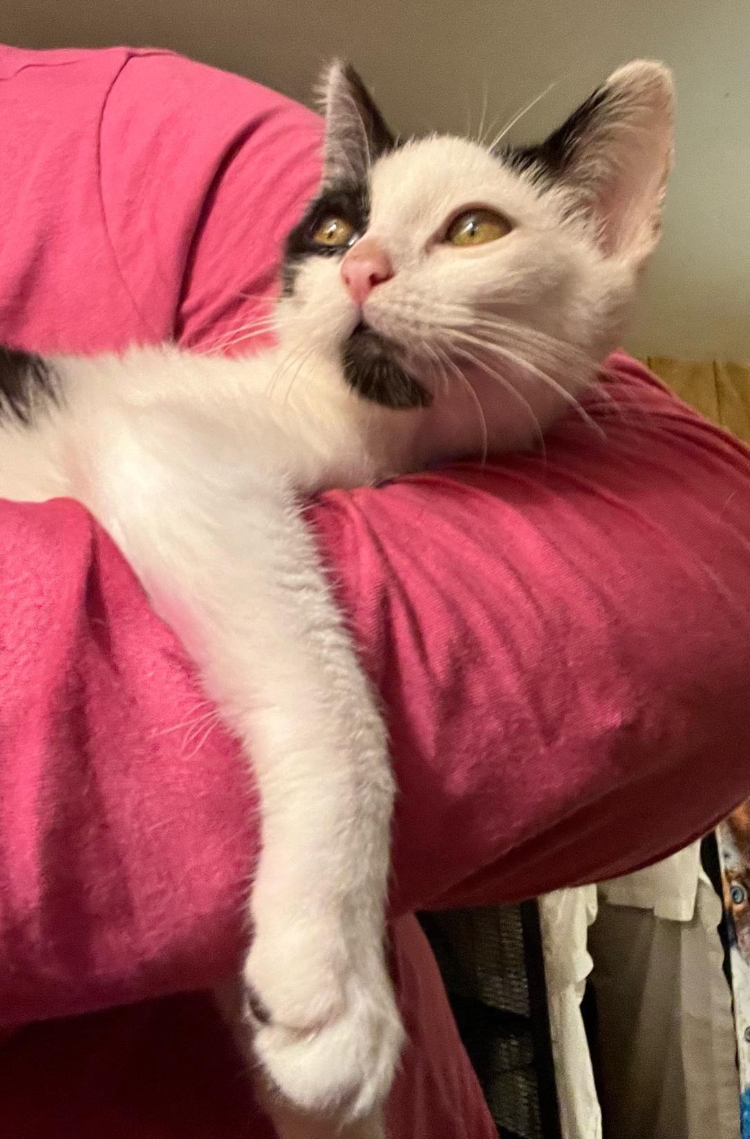 Enlarge Patches, an adoptable Domestic Short Hair in Springfield, OR image 1/4