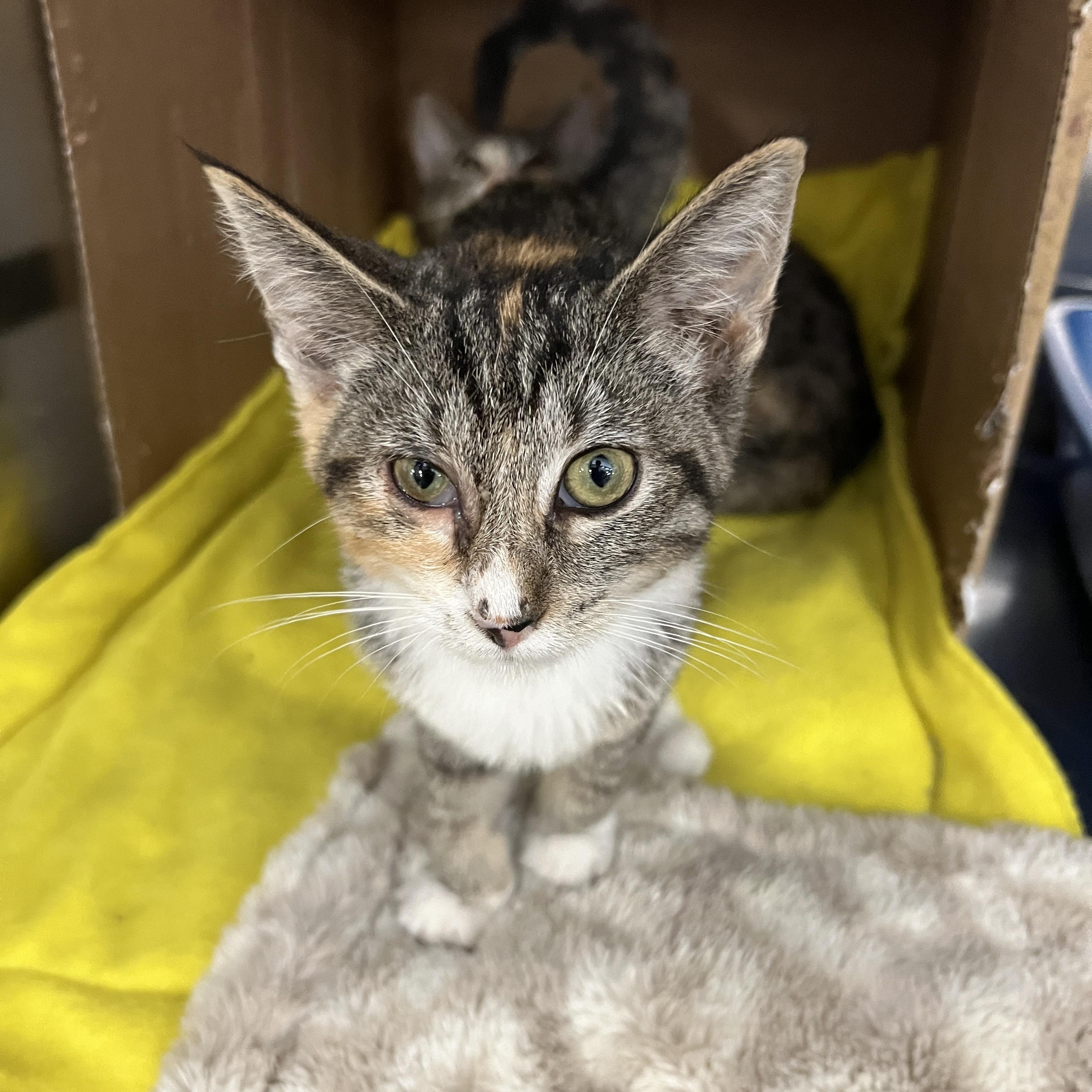 Daisey, ADOPTABLE, Kitten Female Domestic Short Hair.