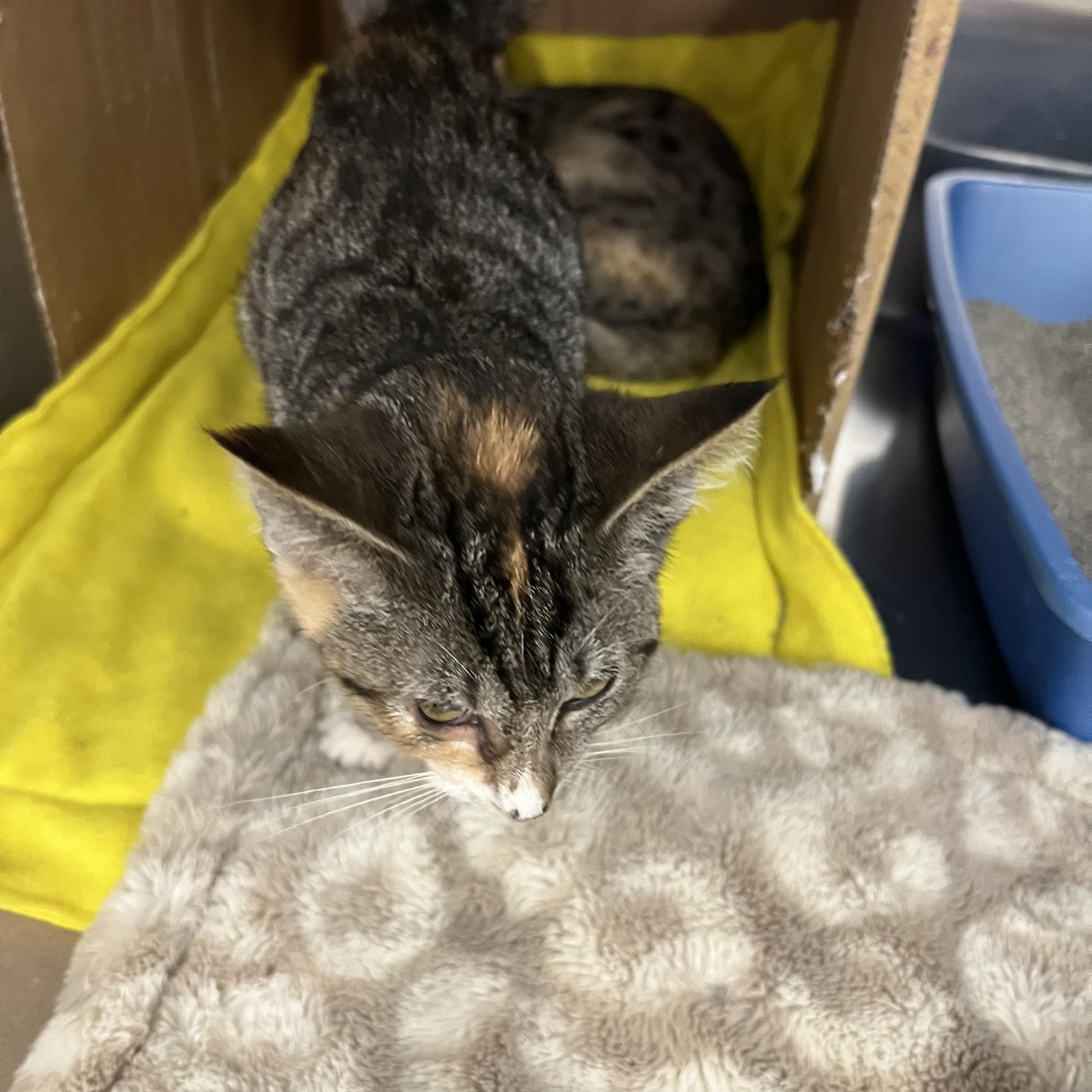 Enlarge Daisey, a ADOPTABLE mixed breed in Palmetto, FL image 2/3