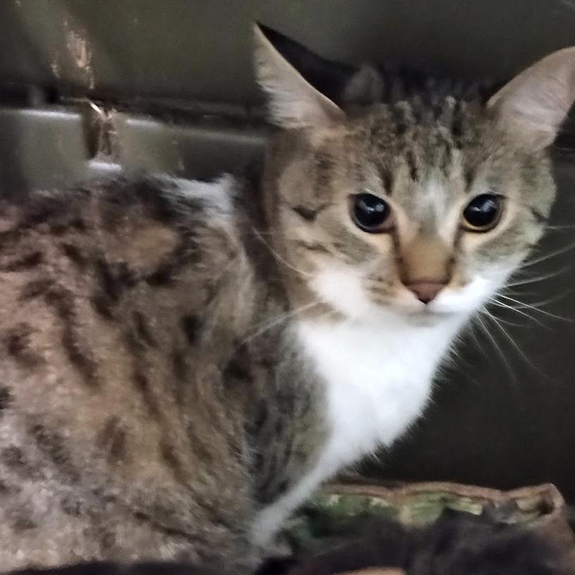 Enlarge Hank, a Adoptable mixed breed in Grand Rapids, MN image 2/5