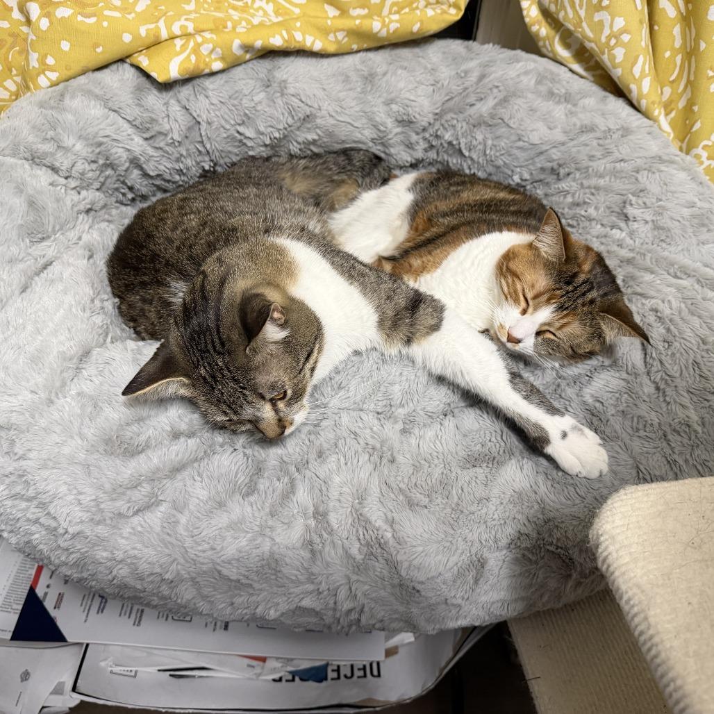 Enlarge Hank, a Adoptable mixed breed in Grand Rapids, MN image 3/5