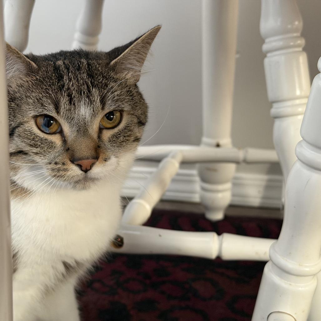 Hank — thumbnail 3