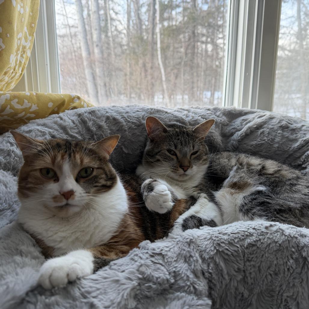 Hank — thumbnail 4