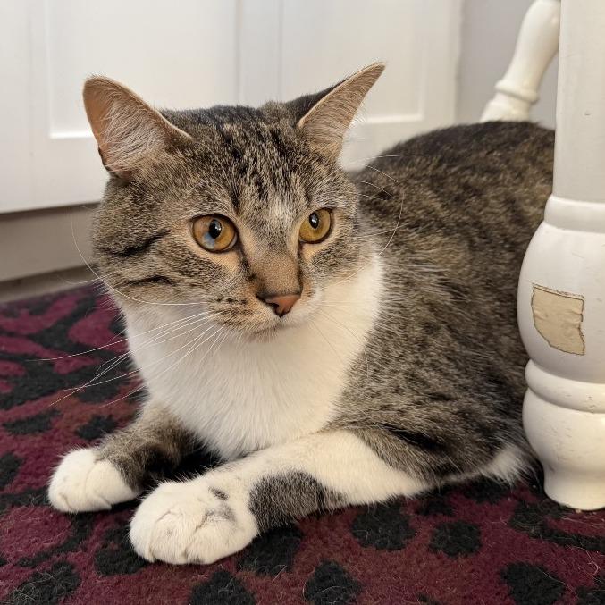 Hank, Adoptable, Adult Male Domestic Short Hair.