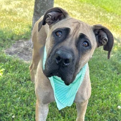 Sky, Adoptable, Adult Female Mixed Breed.