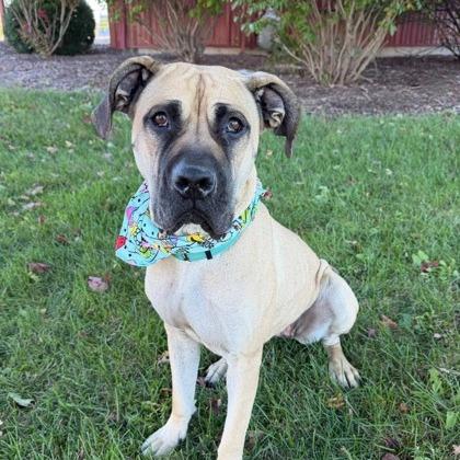 Enlarge Sky, a Adoptable Mixed Breed in DeKalb, IL image 2/3