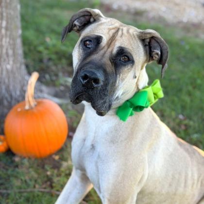 Enlarge Sky, a Adoptable Mixed Breed in DeKalb, IL image 3/3