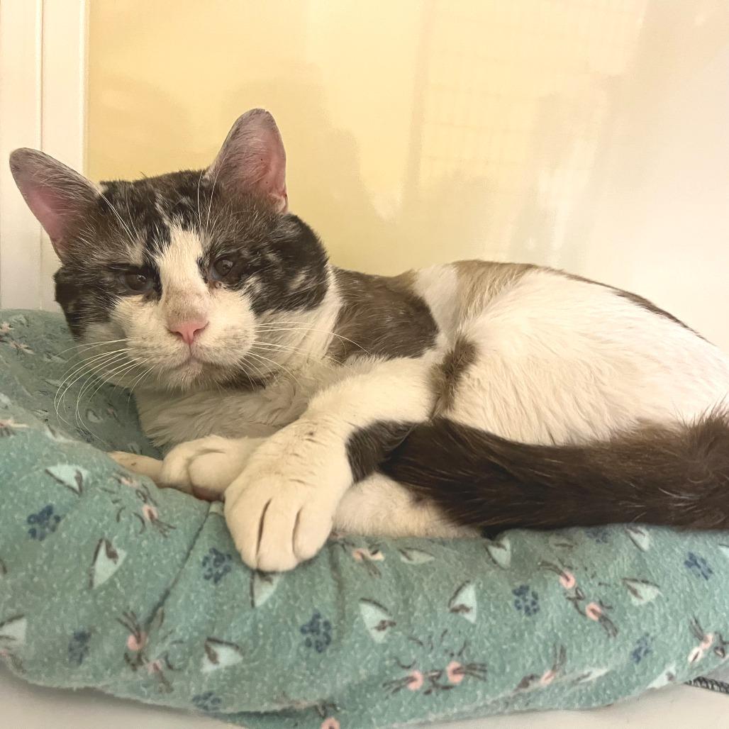 Dusty, a Adoptable mixed breed in Folsom, LA image 1/2