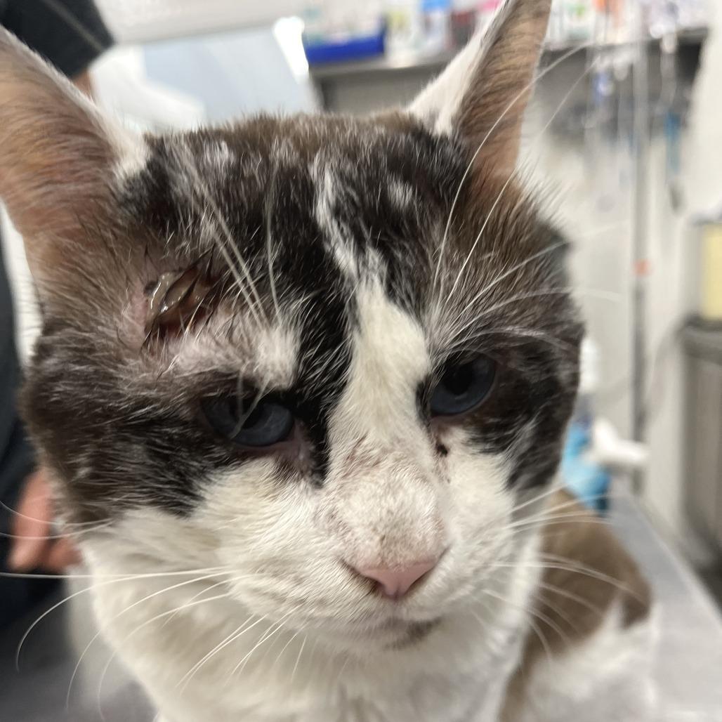 Dusty, Adoptable, Adult Male Snowshoe & Siamese.