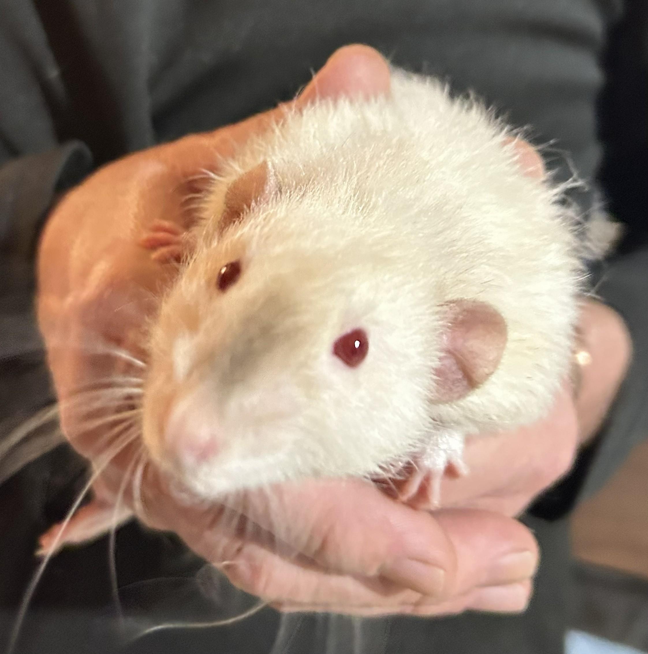 Bert & Ernie, a ADOPTABLE Rat in Everett, ON image 3/5