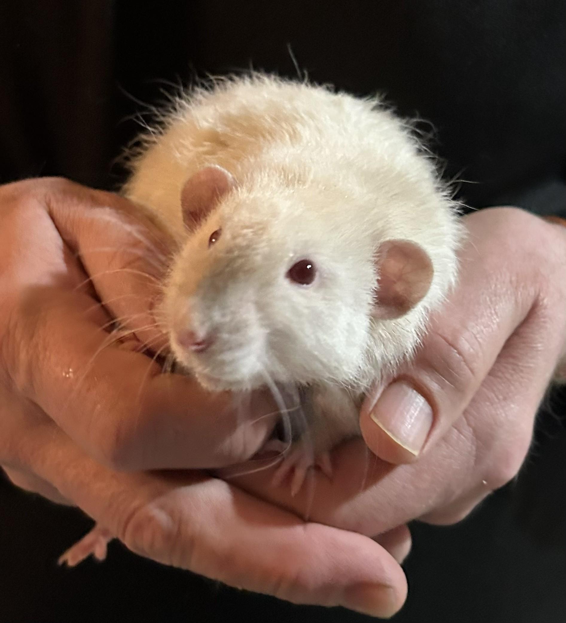 Bert & Ernie, a ADOPTABLE Rat in Everett, ON image 2/5