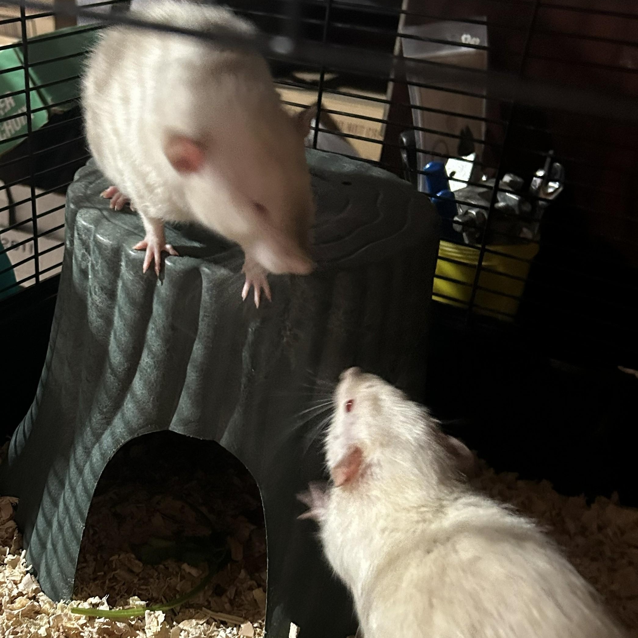 Bert & Ernie, ADOPTABLE, Young Male Rat.