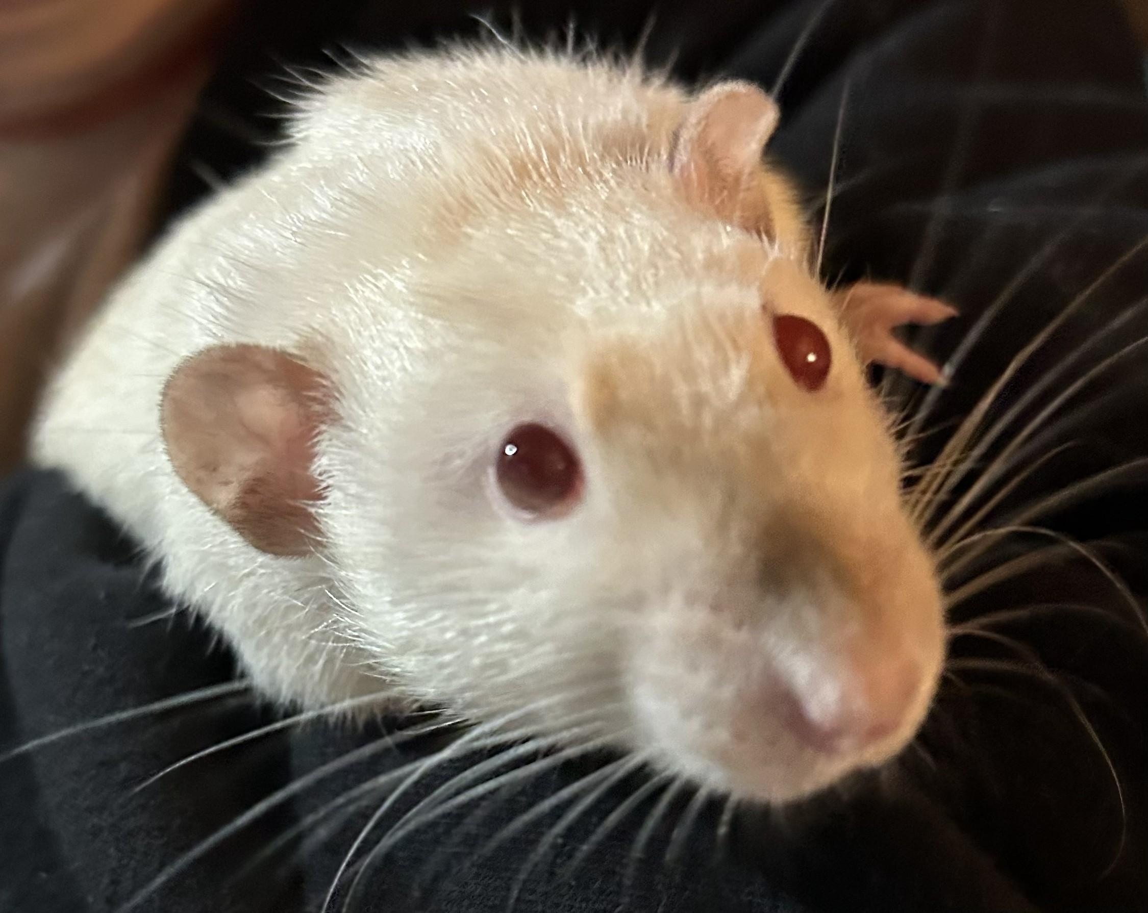 Bert & Ernie, a ADOPTABLE Rat in Everett, ON image 5/5