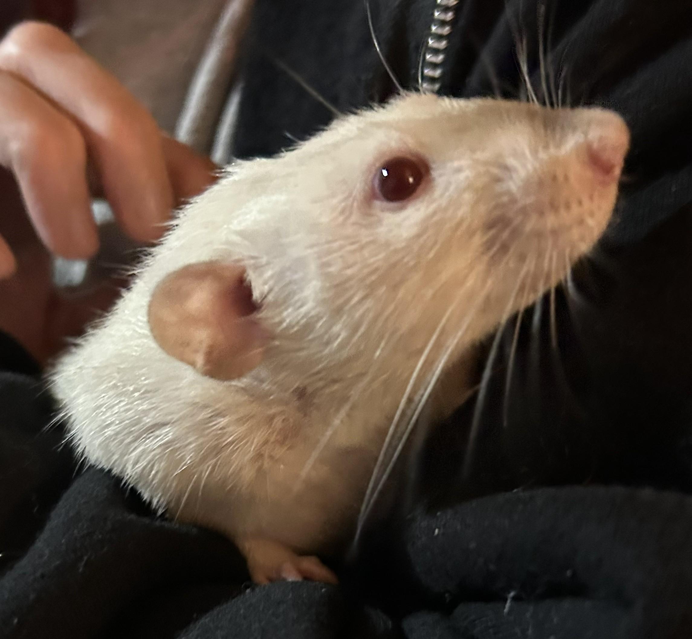 Bert & Ernie, a ADOPTABLE Rat in Everett, ON image 4/5