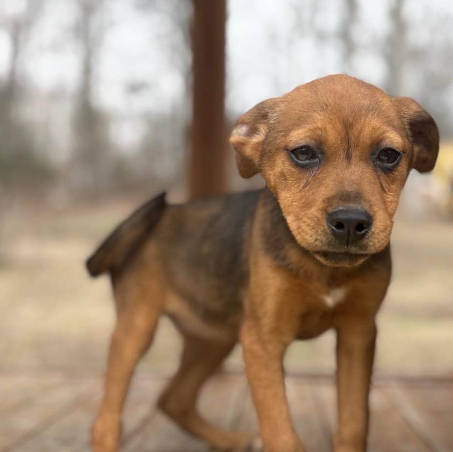 Enlarge Clara, a Adoptable mixed breed in Warrior, AL image 1/3