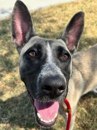 Sarah, Adoptable, Young Female Shepherd & Mixed Breed.