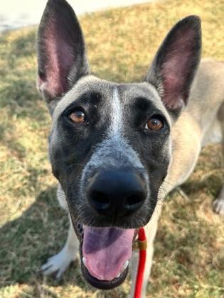 Enlarge Sarah, a Adoptable mixed breed in Fort Worth, TX image 1/6