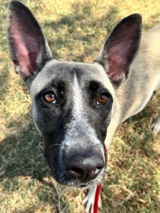 Sarah, a Adoptable mixed breed in Fort Worth, TX image 3/3