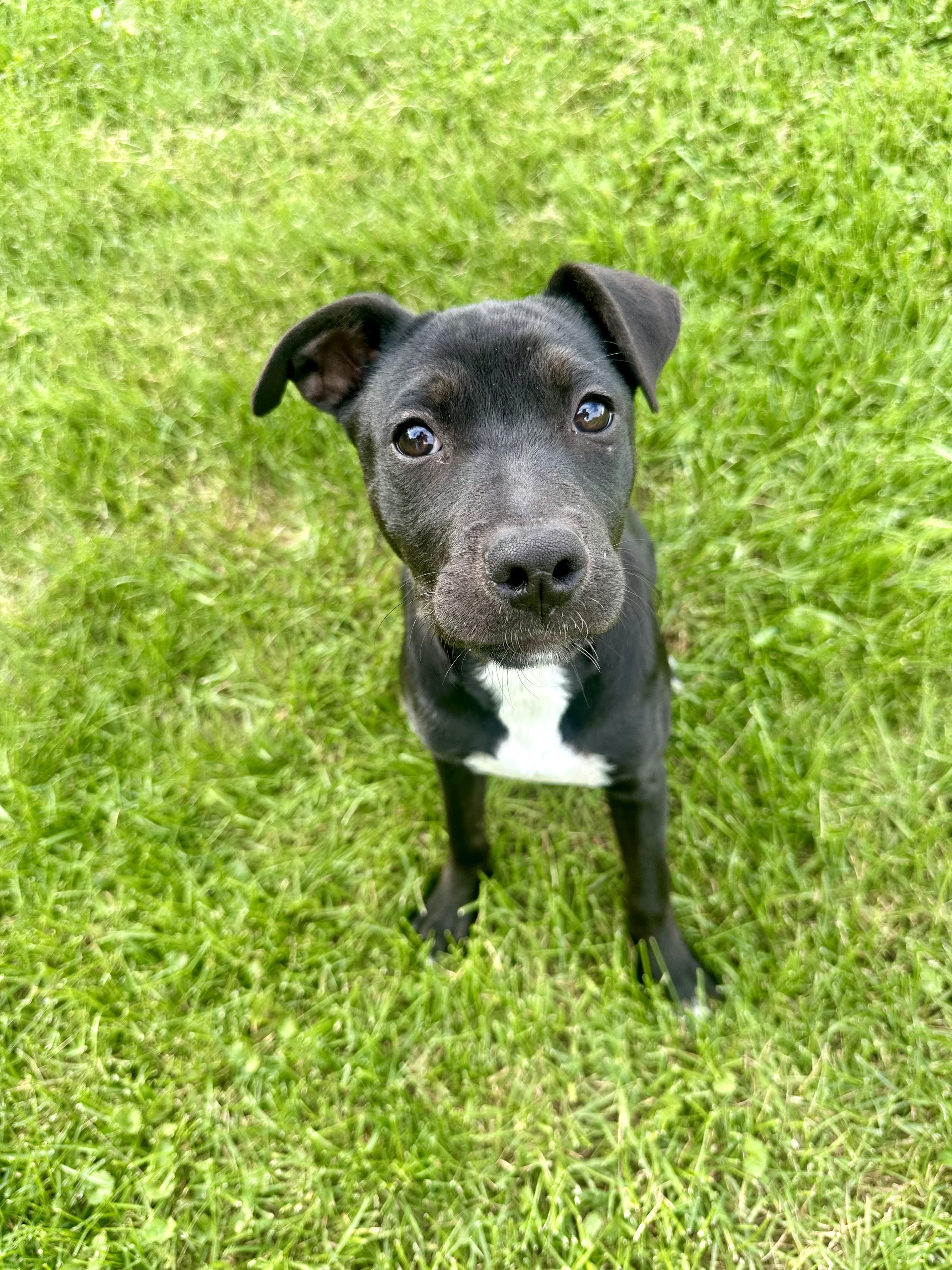 Beauty, an adoptable mixed breed in Clinton, PA image 6/6