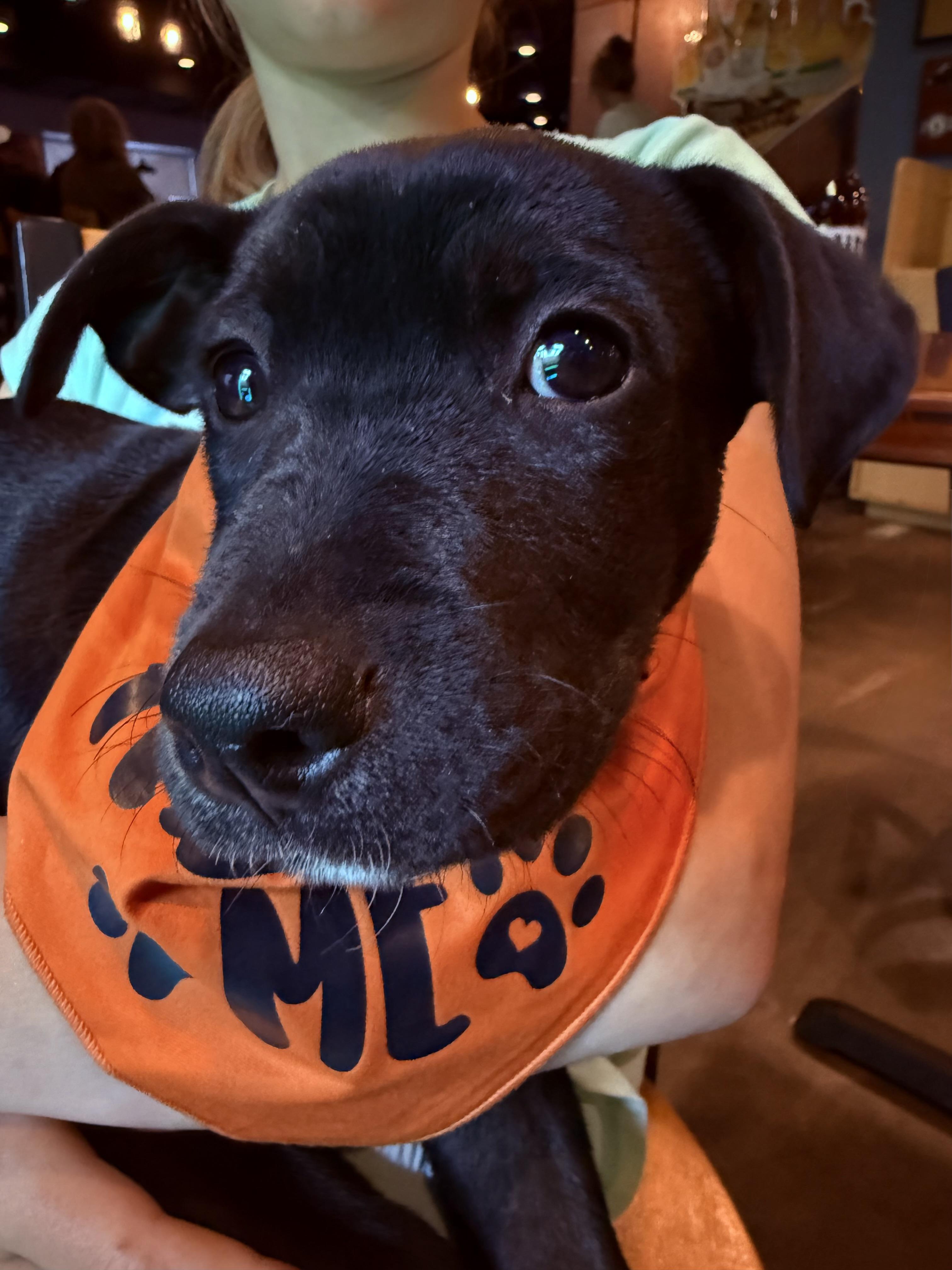 Enlarge Beauty, a ADOPTABLE mixed breed in Clinton, PA image 4/4