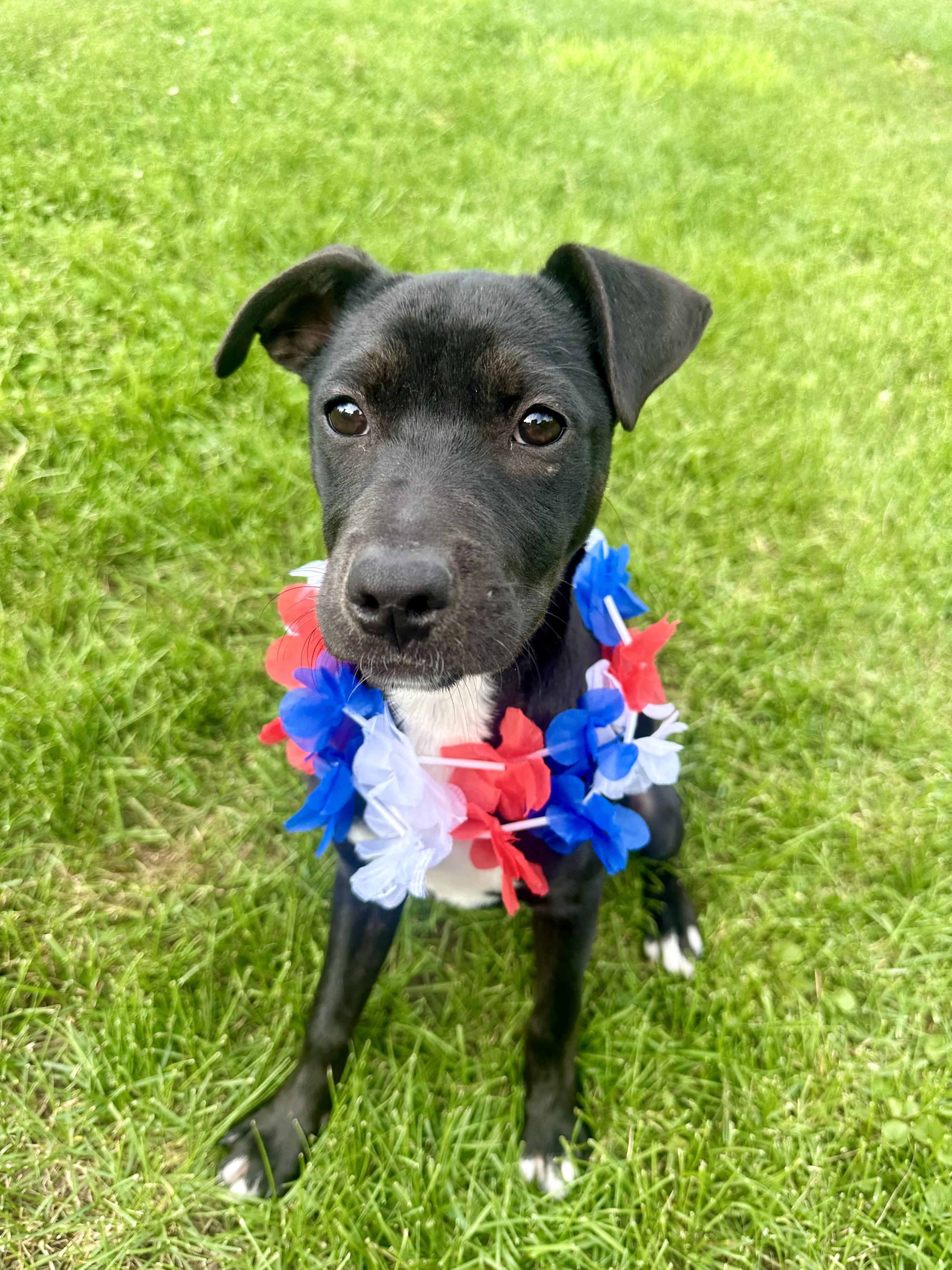 Beauty, adoptable, Puppy Female Black Labrador Retriever & American Staffordshire Terrier.