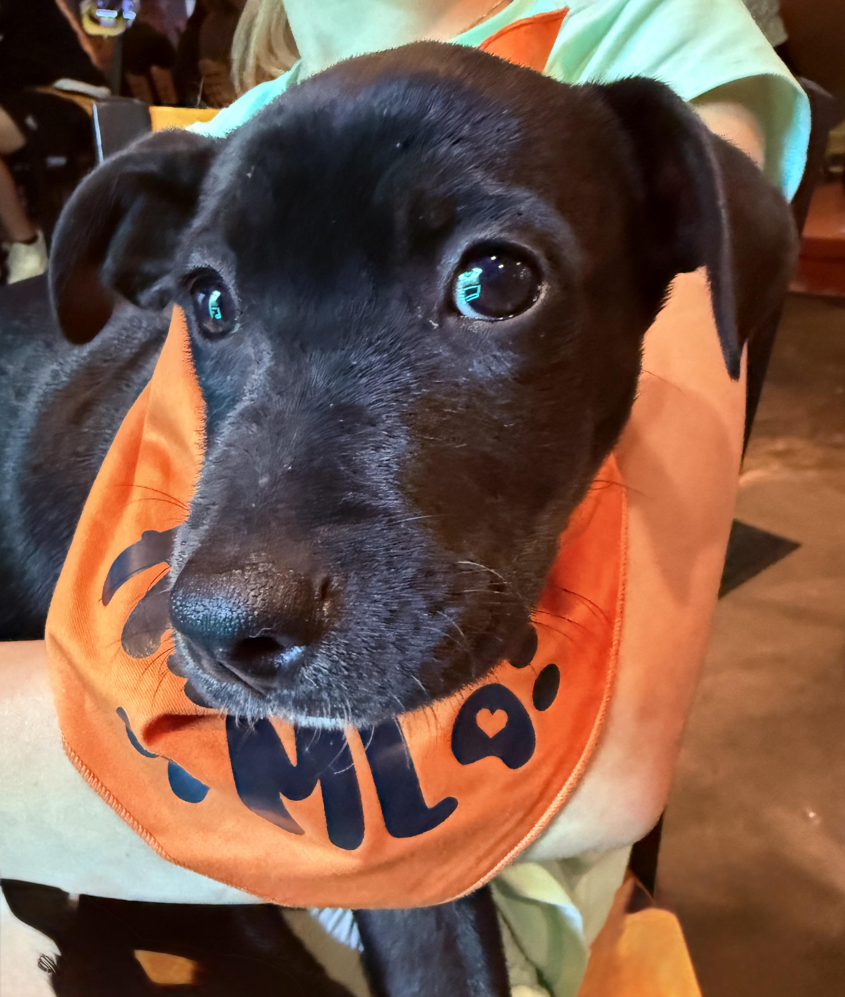 Enlarge Beauty, a ADOPTABLE mixed breed in Clinton, PA image 3/4