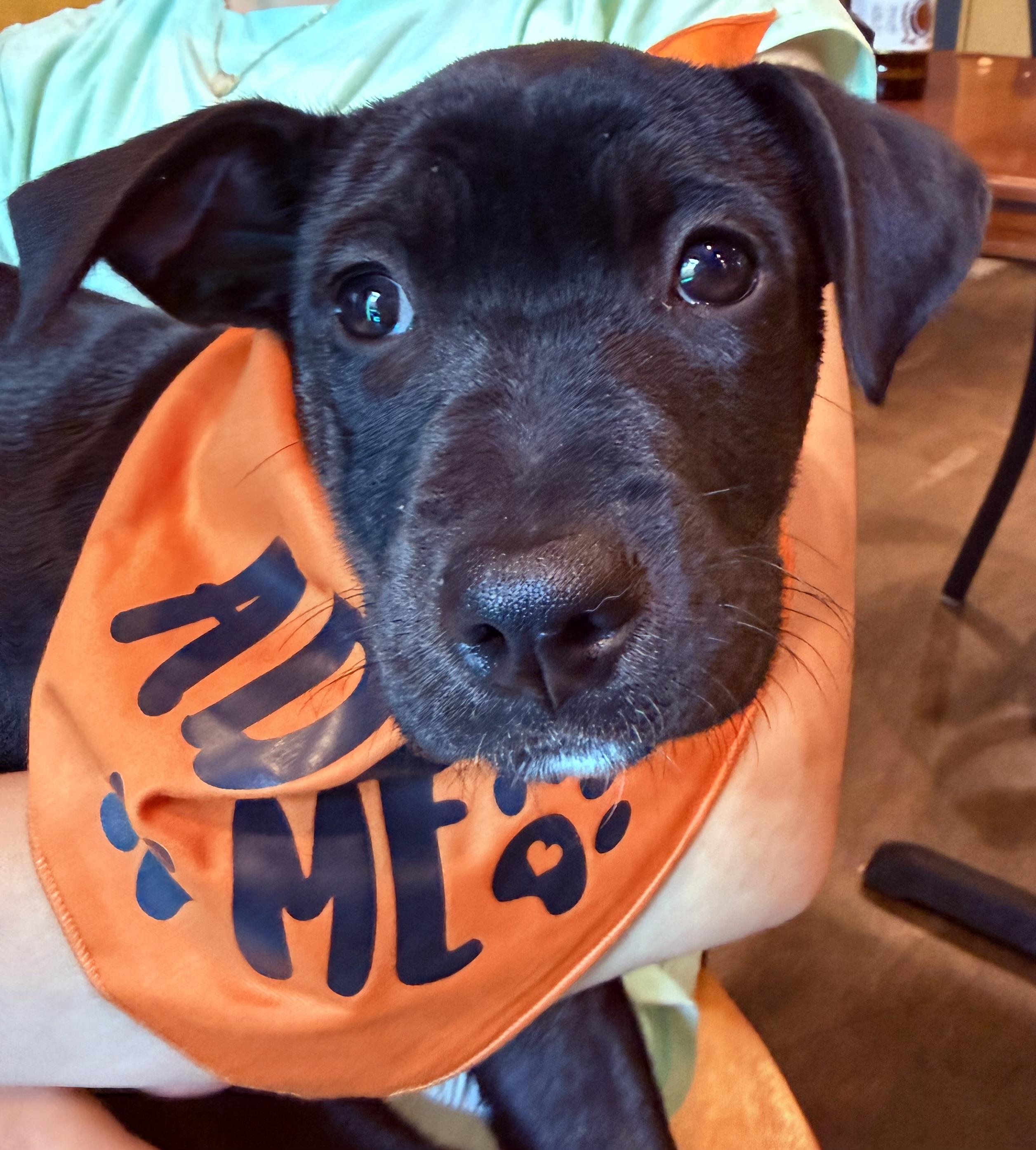 Enlarge Beauty, a ADOPTABLE mixed breed in Clinton, PA image 2/4