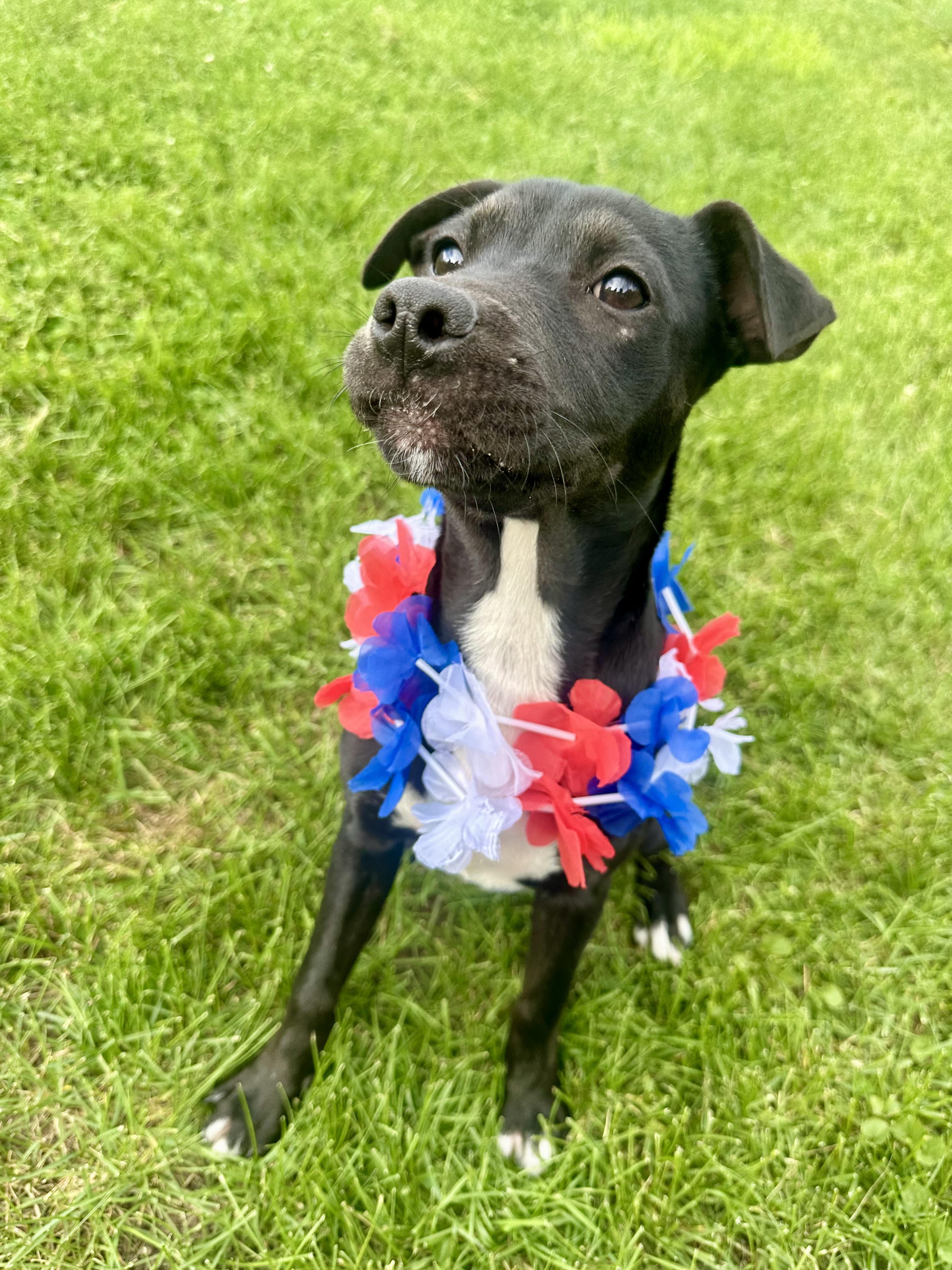 Beauty, an adoptable mixed breed in Clinton, PA image 2/6
