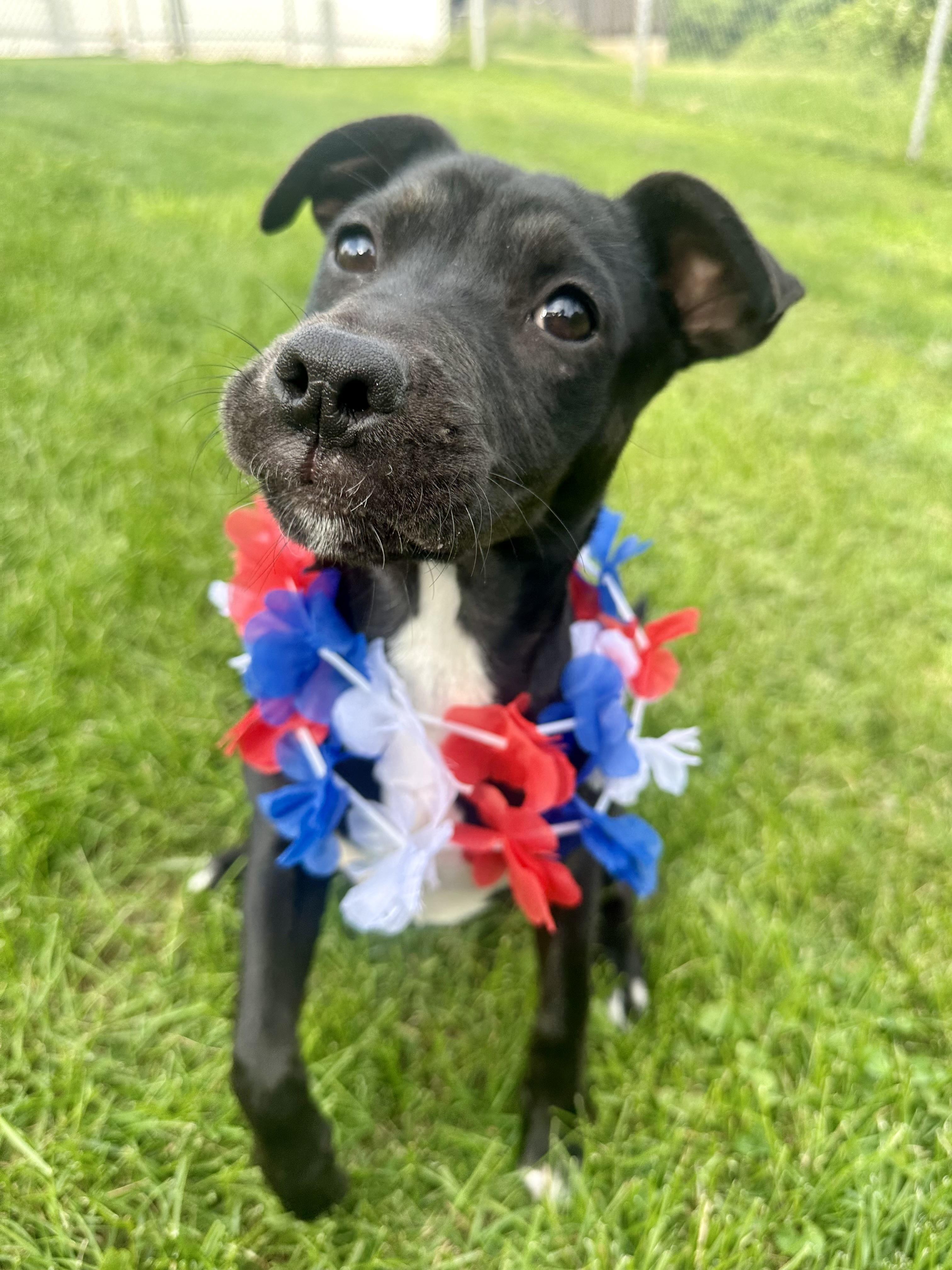 Beauty, an adoptable mixed breed in Clinton, PA image 4/6