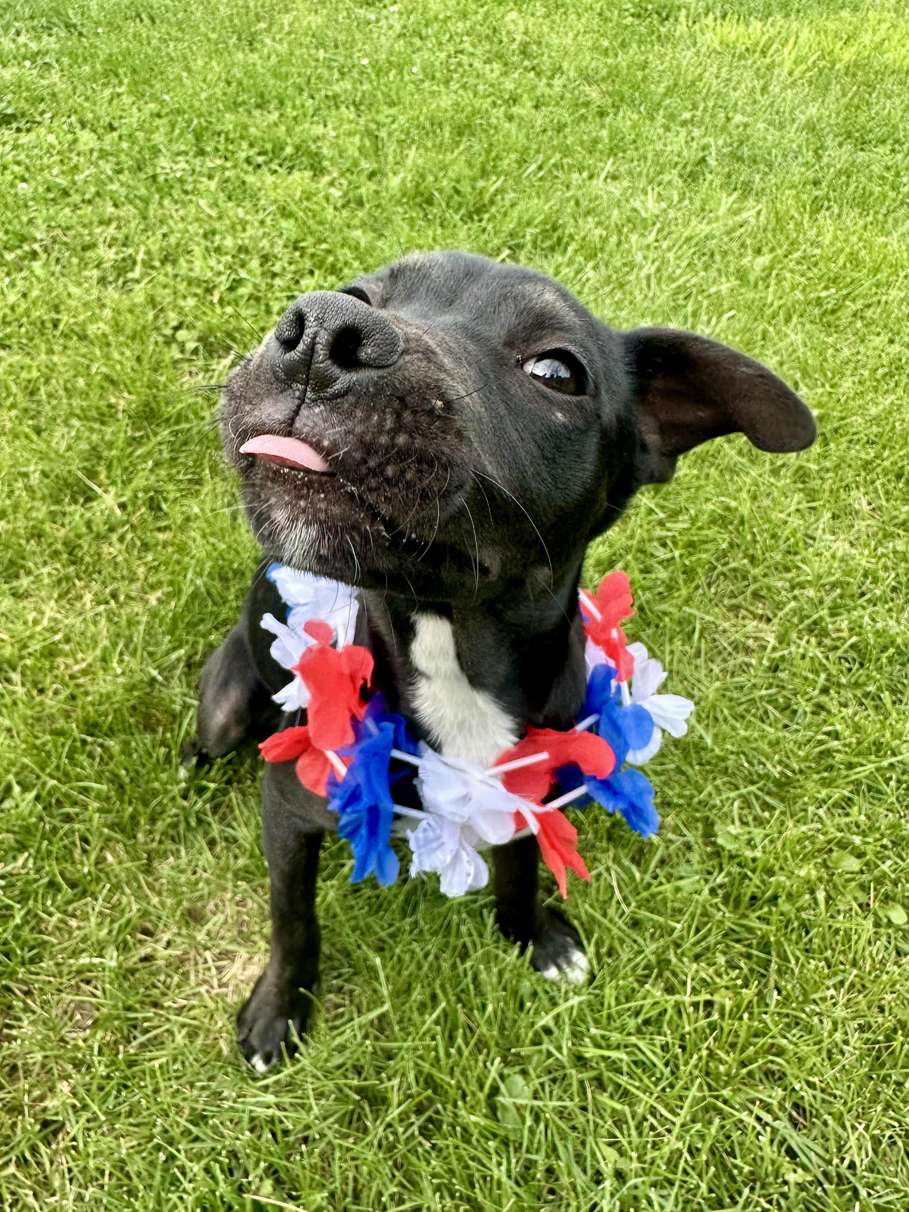 Beauty, an adoptable mixed breed in Clinton, PA image 3/6