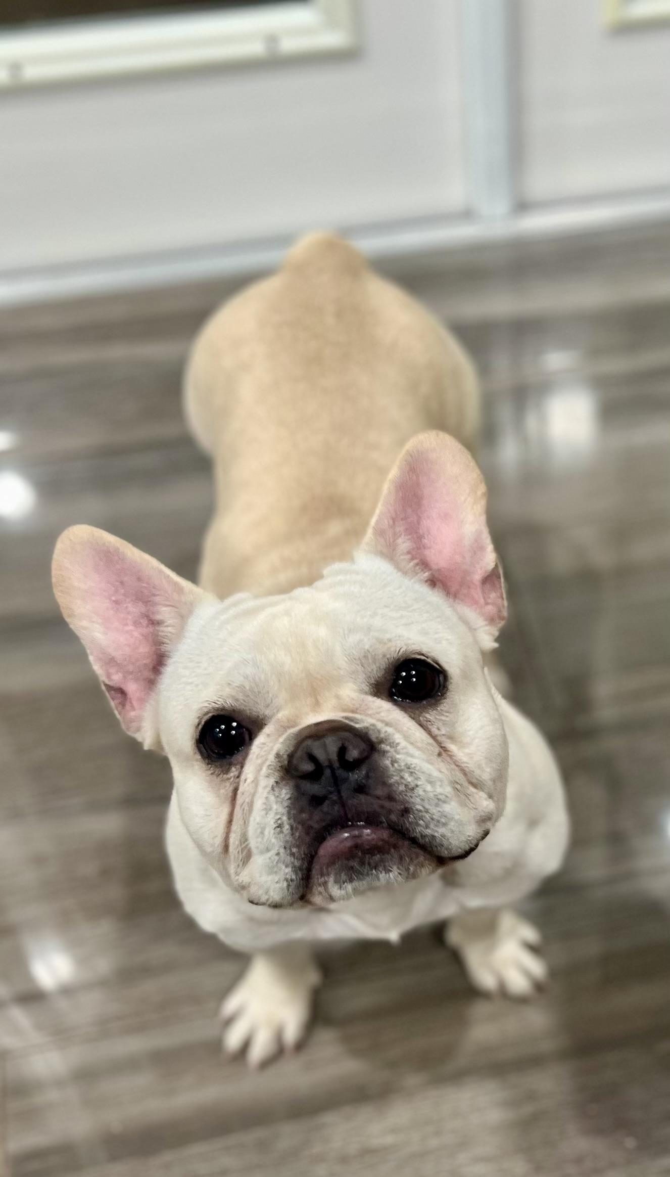 Enlarge Pink, a ADOPTABLE French Bulldog in Tampa, FL image 3/6
