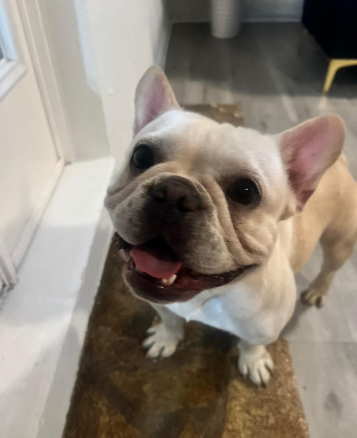 Enlarge Pink, a ADOPTABLE French Bulldog in Tampa, FL image 2/6