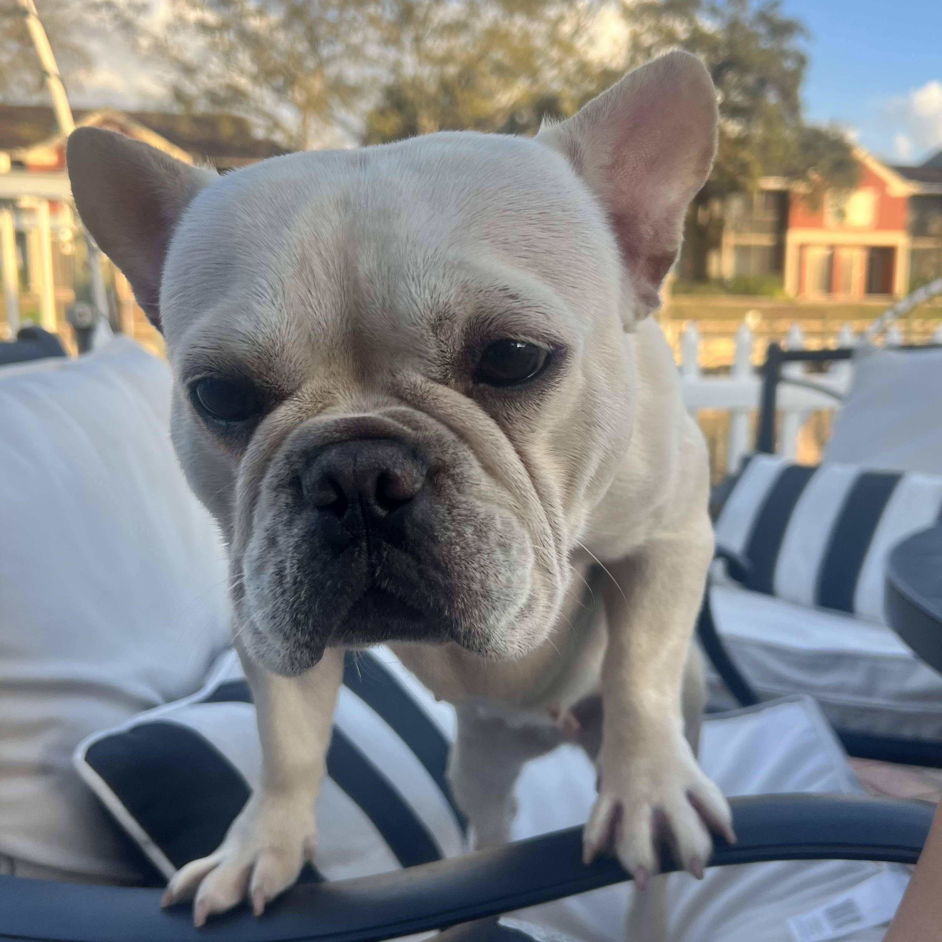 Enlarge Pink, a ADOPTABLE French Bulldog in Tampa, FL image 6/6