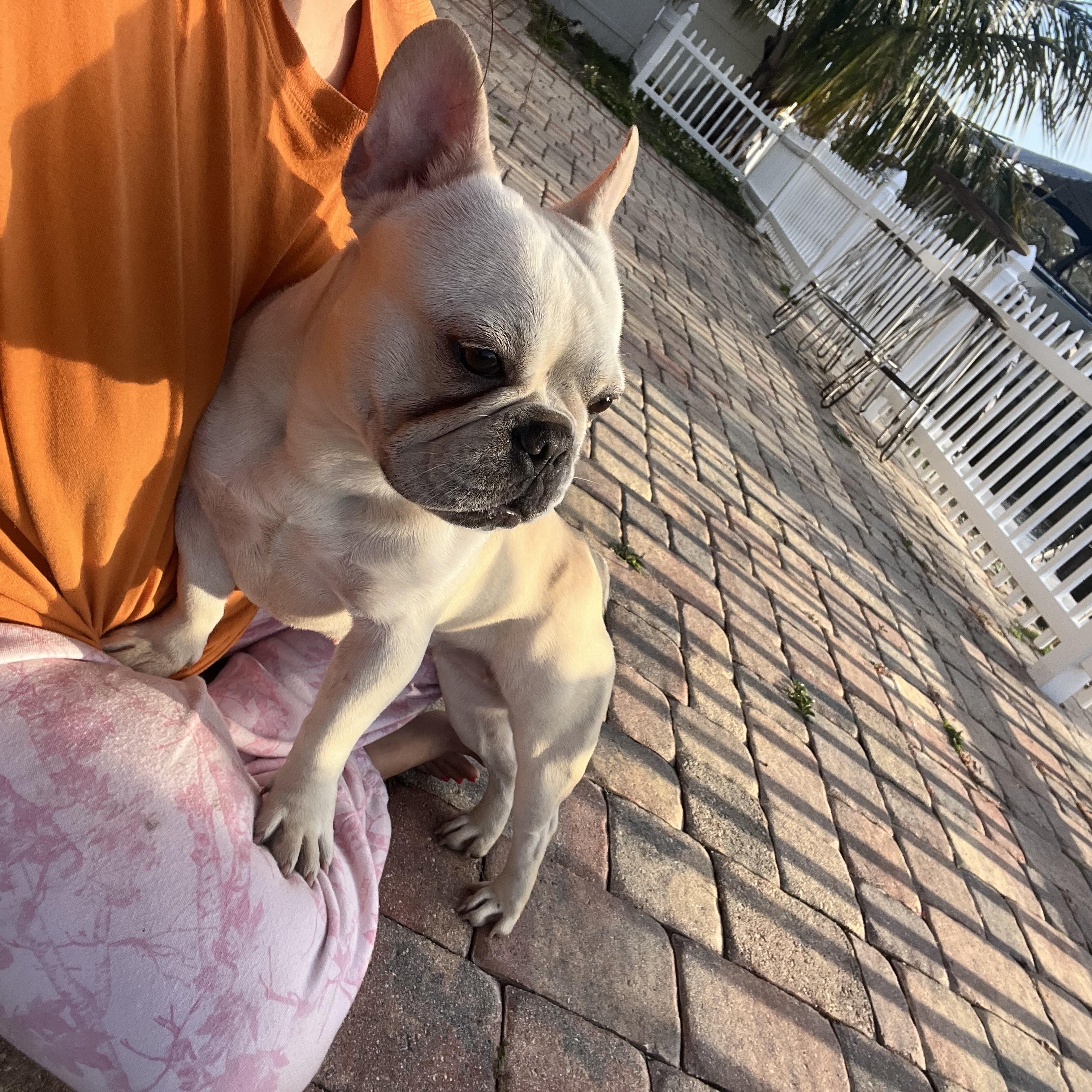 Enlarge Pink, a ADOPTABLE French Bulldog in Tampa, FL image 4/6