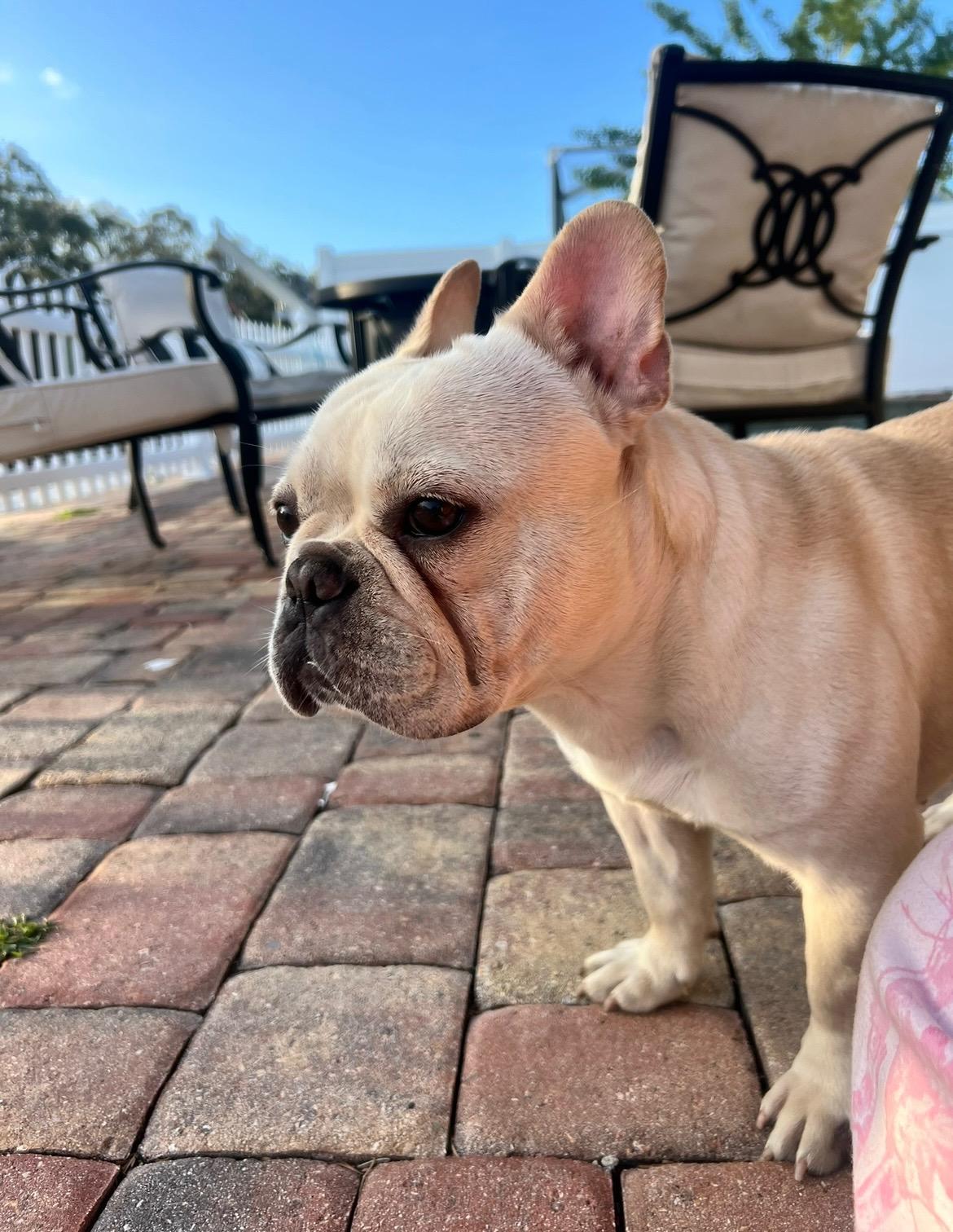 Pink, ADOPTABLE, Young Female French Bulldog.