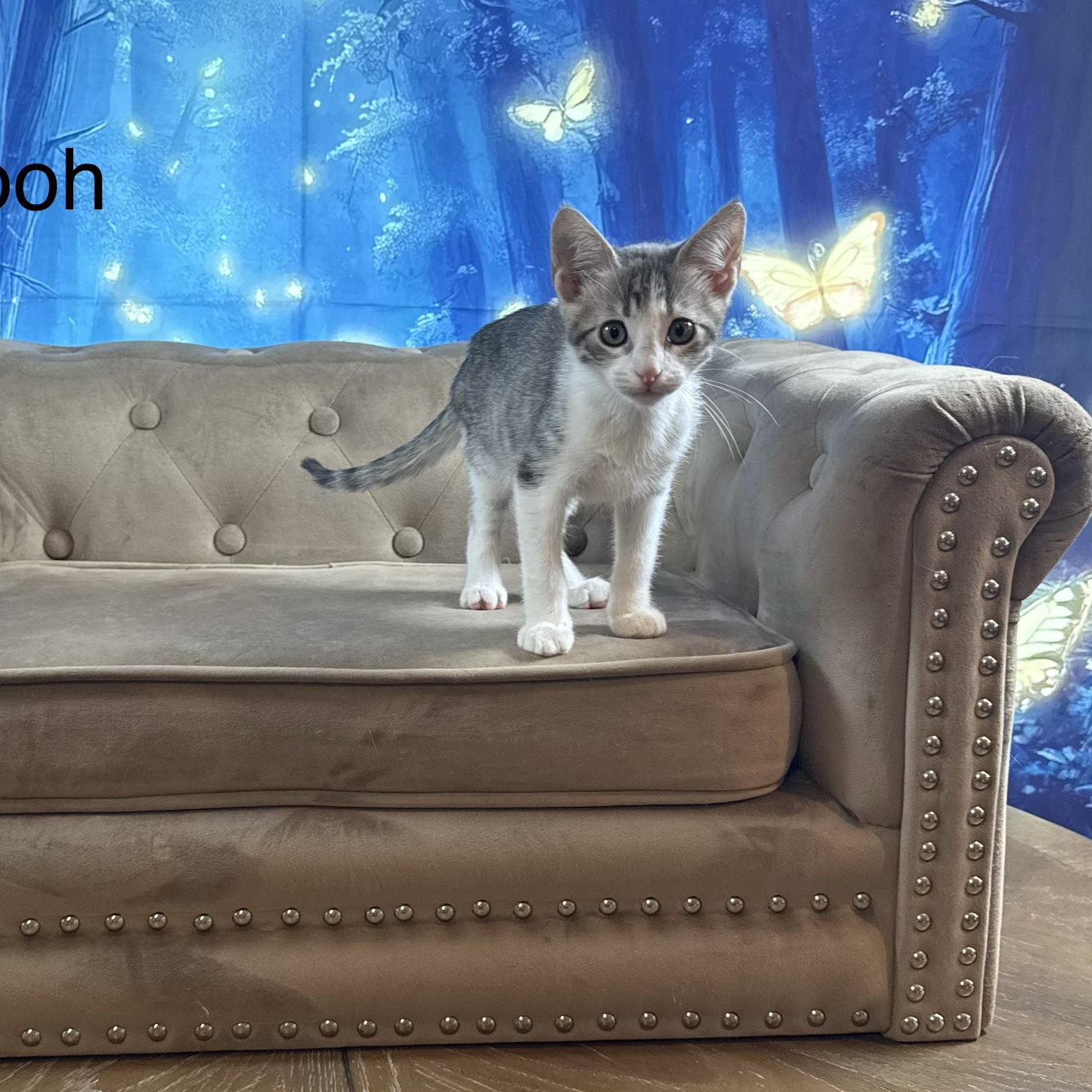 Enlarge Pooh, a Adoptable Domestic Short Hair in Poughkeepsie, NY image 2/5