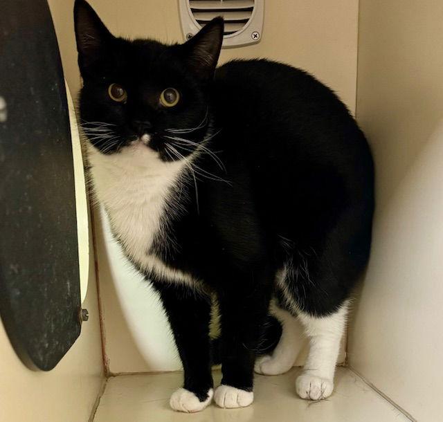 Duey, Adoptable, Young Male Domestic Short Hair.