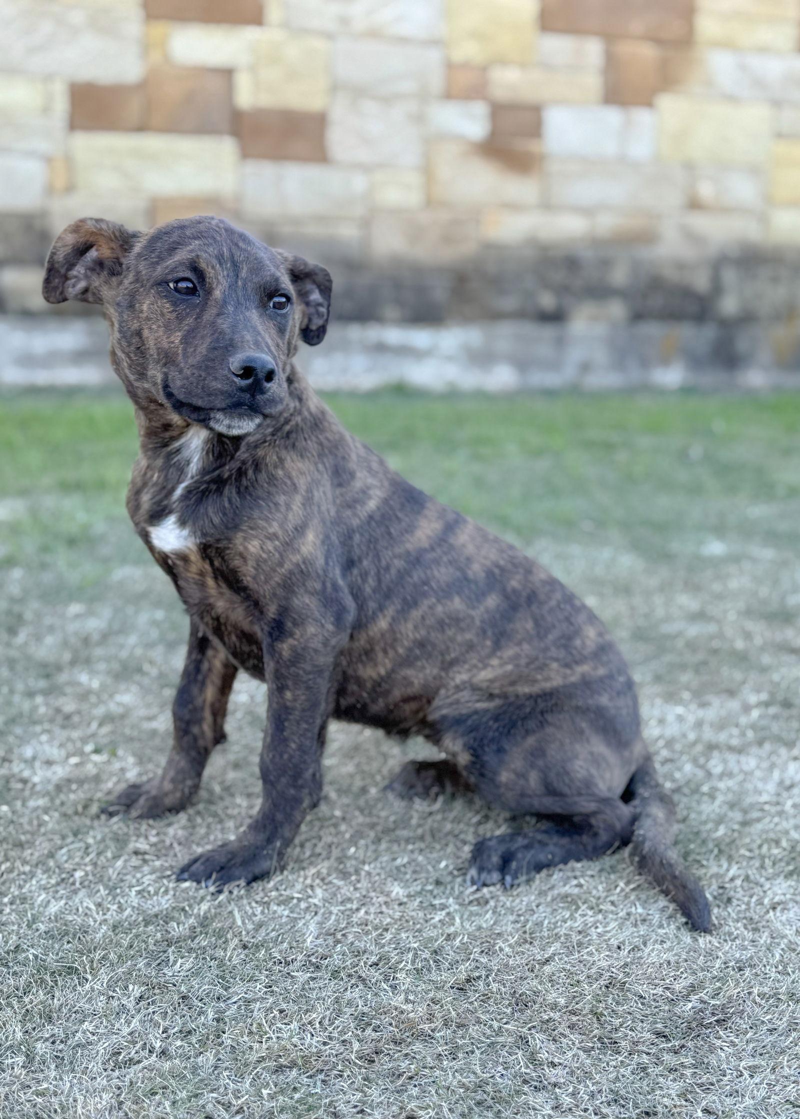 Princess, Adopted, Young Female Terrier.