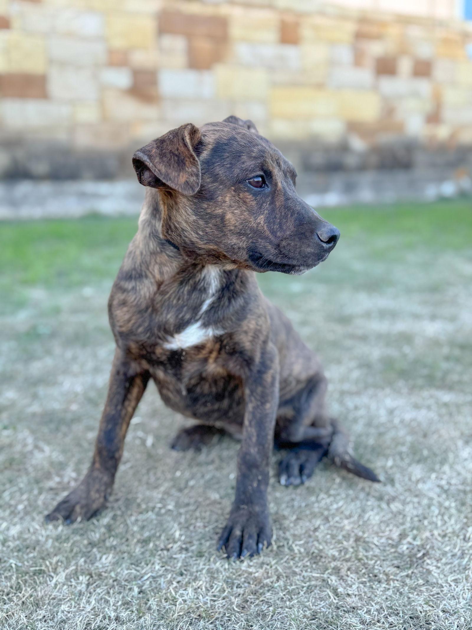 Enlarge Princess, a Adopted Terrier in Helotes, TX image 2/3