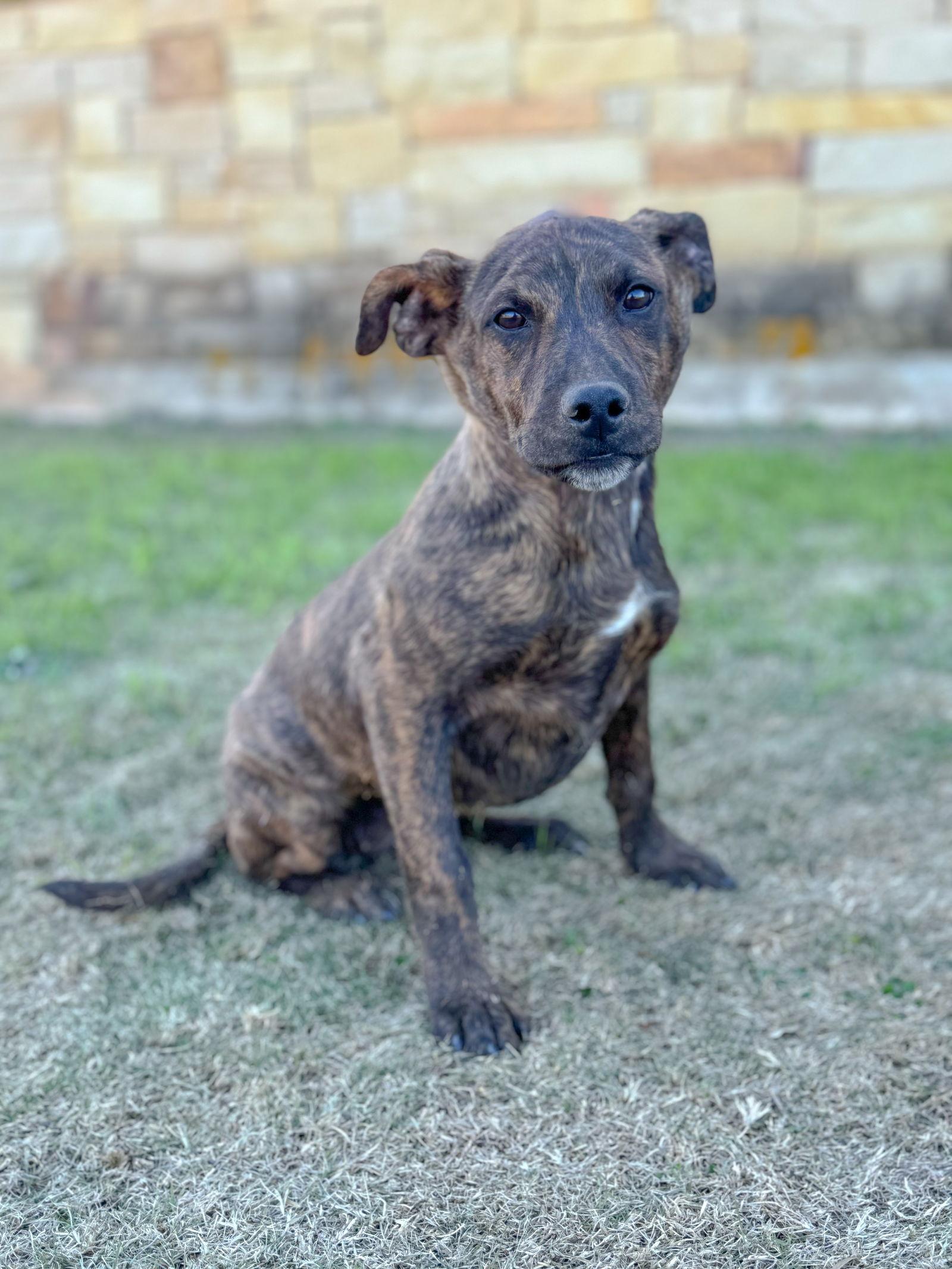 Enlarge Princess, a Adopted Terrier in Helotes, TX image 3/3