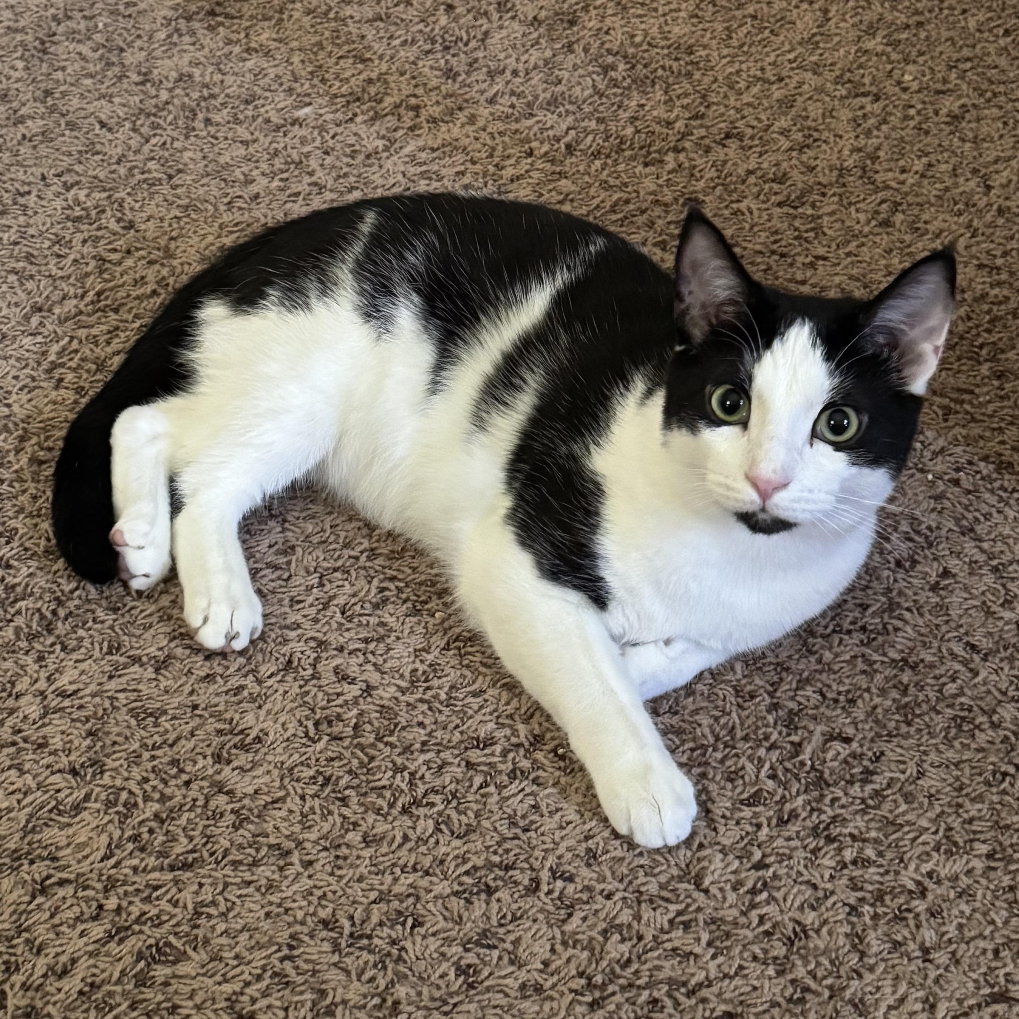Chester, ADOPTABLE, Young Male Domestic Short Hair & Tuxedo.