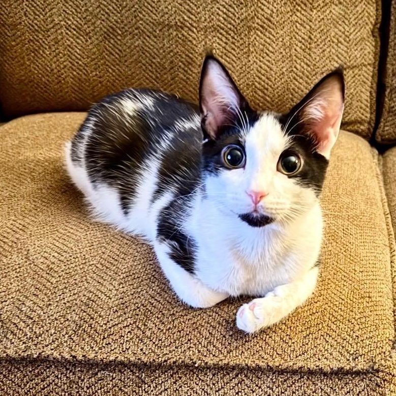 Chester, ADOPTABLE, Young Male Domestic Short Hair & Tuxedo.