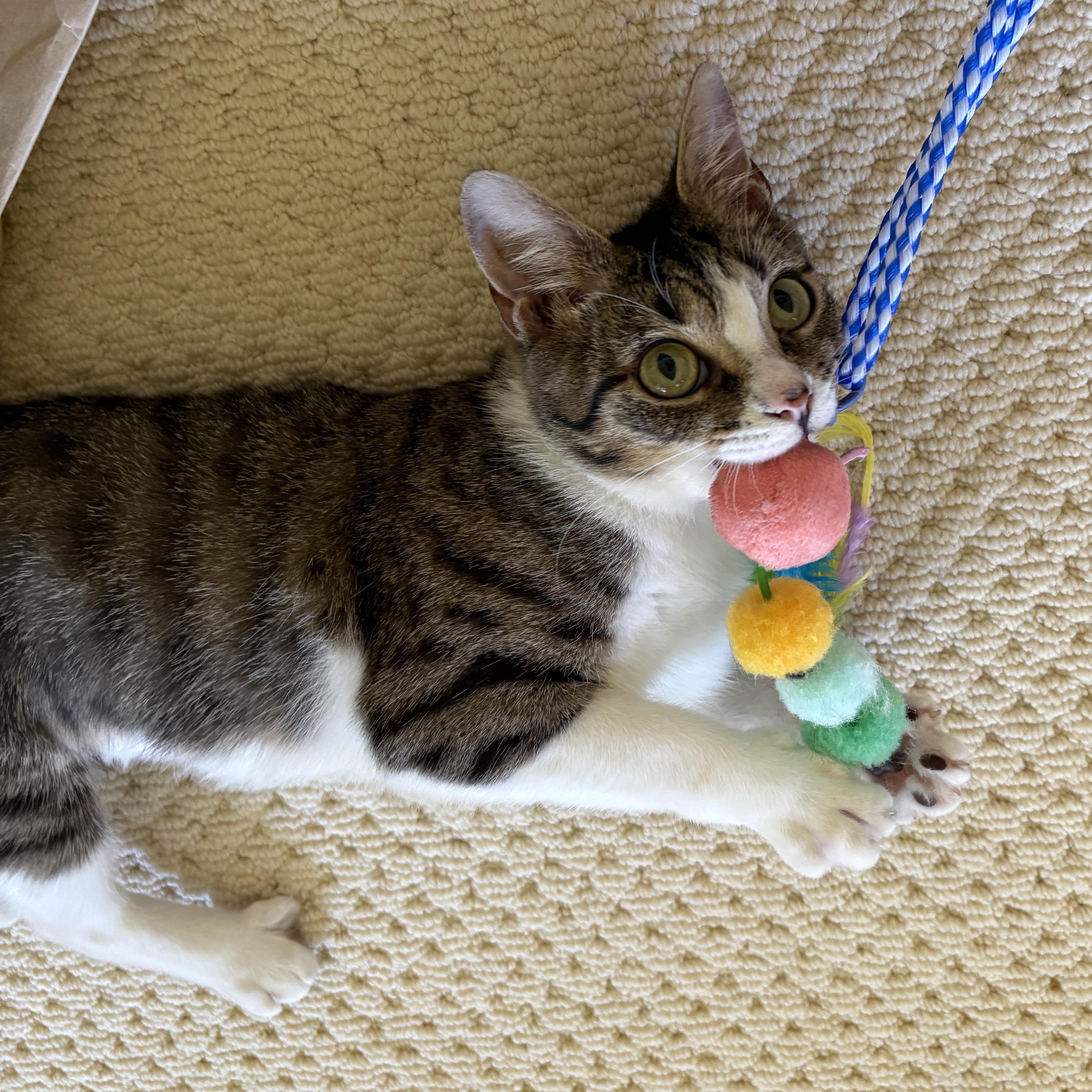Enlarge Lucy, a Adoptable Domestic Short Hair in New York City, NY image 4/4