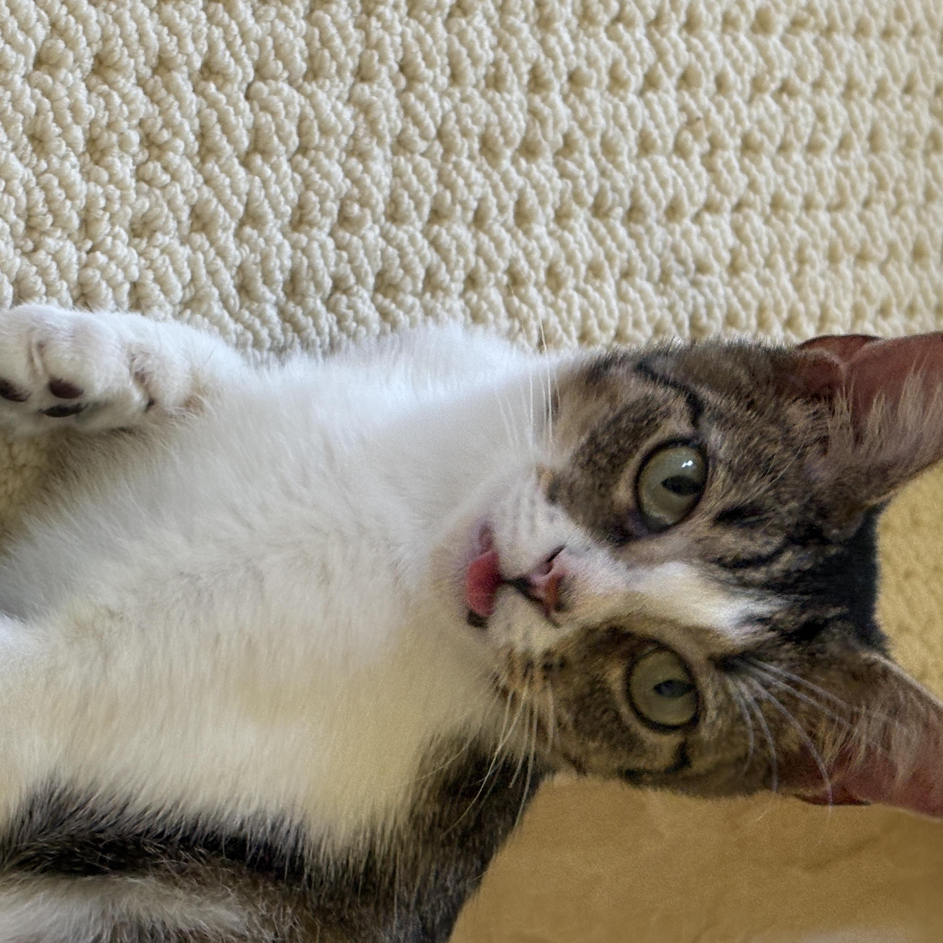 Enlarge Lucy, a Adoptable Domestic Short Hair in New York City, NY image 2/4