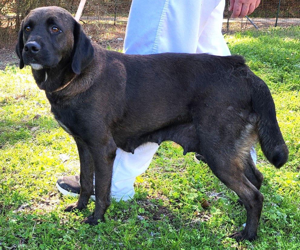 Enlarge 260278  Haven, a Adoptable Labrador Retriever in Wetumpka, AL image 1/3