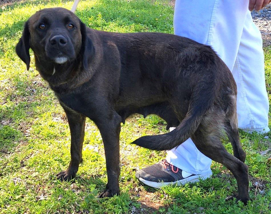 Enlarge 260278  Haven, a Adoptable Labrador Retriever in Wetumpka, AL image 2/3