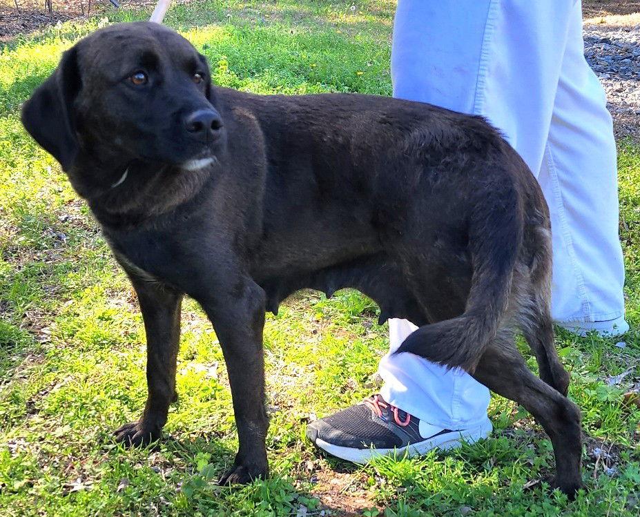 Enlarge 260278  Haven, a Adoptable Labrador Retriever in Wetumpka, AL image 3/3