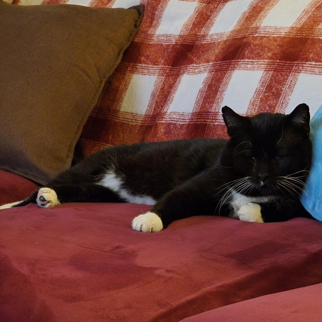 Enlarge Garth, a Adoptable Domestic Short Hair in Hinsdale, IL image 1/5